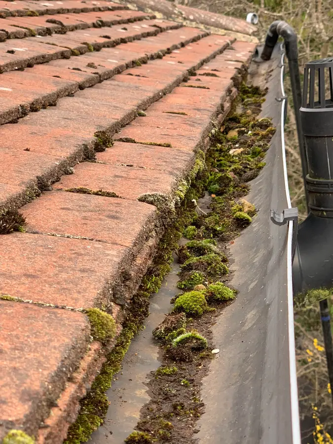 Moss growing thickly between the tiles of a red pantile roof before cleaning