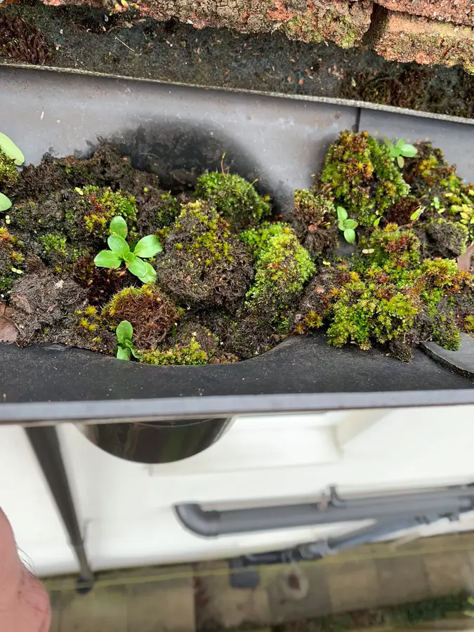 Weeds and moss rooted in a gutter above a conservatory