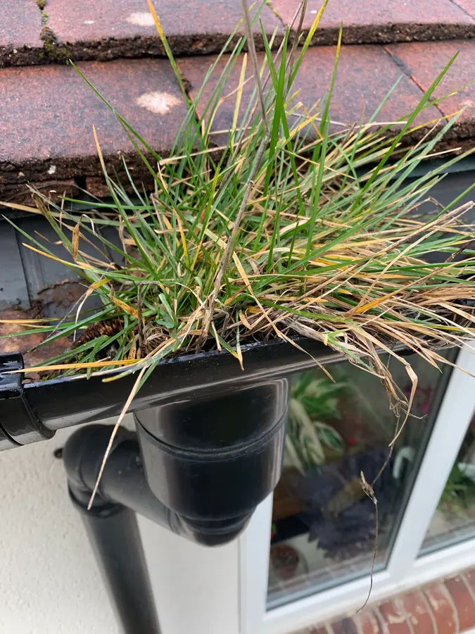 A clump of grass growing out of a blocked plastic gutter above a conservatory roof