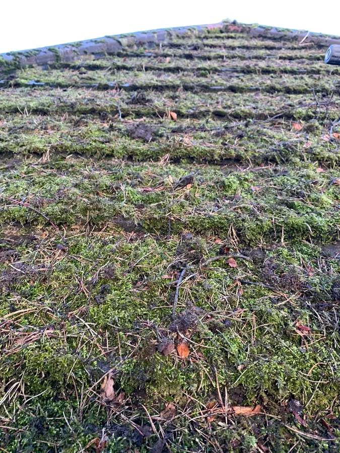 A roof under a continuous carpet of moss and grass before any work started