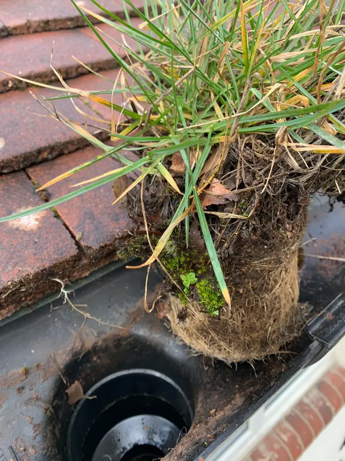 Grass growing out of a blocked gutter hopper at roof level