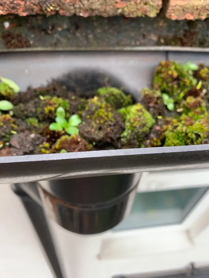 Before and after: a gutter run choked with weed and a blocked downpipe hopper, then cleared